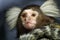 Portrait of Marmoset monkey