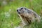 Portrait of a marmot sitting behind a tuft of grass