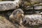 Portrait of marmots in the rocks, in the snow and in a flowery meadow