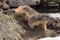 Portrait of marmots in the rocks, in the snow and in a flowery meadow