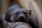 Portrait of a marten lying on a tree