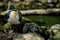 Portrait of a masked lapwing walking towards the camera