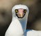 Portrait of Masked White booby. The Galapagos Islands. Birds. Ecuador.