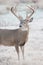 Portrait of massive whitetail buck