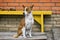 Portrait of mature Basenji dog sitting near threshold of the house he lives