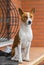 Portrait of mature Basenji dog sitting on a wooden surface