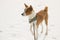 Portrait of mature Basenji dog standing on a fresh snow