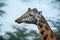 Portrait of a mature bull giraffe with broken ossicones