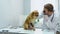 Portrait of mature veterinarian examining the dog's eyes at vet clinic