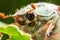 Portrait of the May beetle, Melolontha from the family of Scarabaeidae or Scarabaeidae sensu lato, close up, super macro, sitting