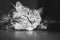 Portrait of a meditative fluffy tabby cat lying down on the floor. Black and white, close up