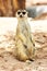 Portrait of meercat