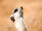 Portrait of meerkat, aka suricate - Suricata suricatta. Kalahari desert, Botswana, Africa.