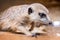 Portrait a meerkat close-up on a dark brown blurry background_