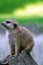 Portrait of a meerkat from the mongoose family