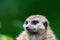 Portrait of a meerkat from the mongoose family