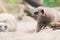 Portrait of meerkat playing on the sand at Thailand zoo