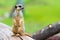 Portrait of Meerkat Suricata suricatta