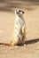 Portrait of Meerkat Suricata suricatta, African native animal, small carnivore