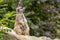 Portrait of  Meerkat Suricata suricatta, African native animal, small carnivore.