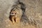 Portrait of meerkat, Suricata suricatta, looking out from cave in rock. Wildlife scene from natural habitat.