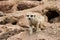 Portrait meerkat, suricate outdoor standing