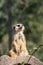 Portrait of a meerkats
