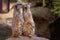 Portrait of meerkats stading in a rock