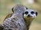 Portrait of meerkats or suricates