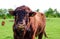 Portrait of a menacing looking bull in a field