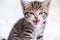 Portrait Meowing kitten with open mouth. Small kitten is afraid, hisses, cat has hair fur on end. Domestic curious funny