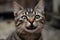 Portrait of a meowing tabby cat. Neural network AI generated