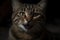 Portrait of a meowing tabby cat. Neural network AI generated
