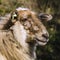 Portrait of a Mergelland sheep