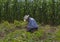 portrait of a Mexican farmer cultivating amaranth