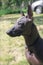 Portrait of mexican hairless breed dog named xoloitzcuintle, with dark skin color, ginger and white mohawk on the head. Outdoors,