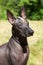 Portrait of mexican hairless breed dog named xoloitzcuintle, with dark skin color, ginger and white mohawk on the head. Outdoors,