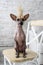 Portrait of the mexican hairless dog xoloitzcuintli sitting on a chair