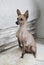 Portrait of the mexican hairless dog xoloitzcuintli sitting on the floor