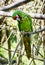 Portrait of a Mexican military macaw (Ara militaris mexicana)