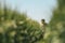 Portrait of middle-aged farmer squatting in unripe green barley field and examining development of cereal plant ear wearing green