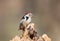 Portrait of middle spotted woodpecker in soft sunlight.