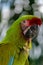 Portrait of Military Macaw parrot posing for the camera