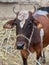 portrait of a milk brown cow