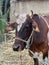 portrait of a milk brown cow