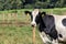 Portrait of milk cow with distinctive markings on pasture