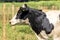 Portrait of milk cow with distinctive markings on pasture