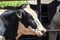 Portrait of milk cow with distinctive markings on pasture