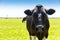 Portrait of Milk Cow of Holstein breed Friesian. To graze on green field