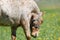 Portrait of mini appaloosa pony in the pasture